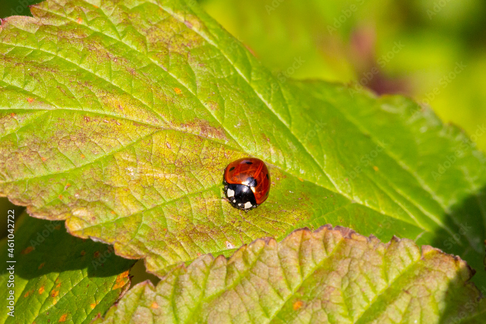 ladybug on grass green on background in summer ladybug on grass green on background in summer