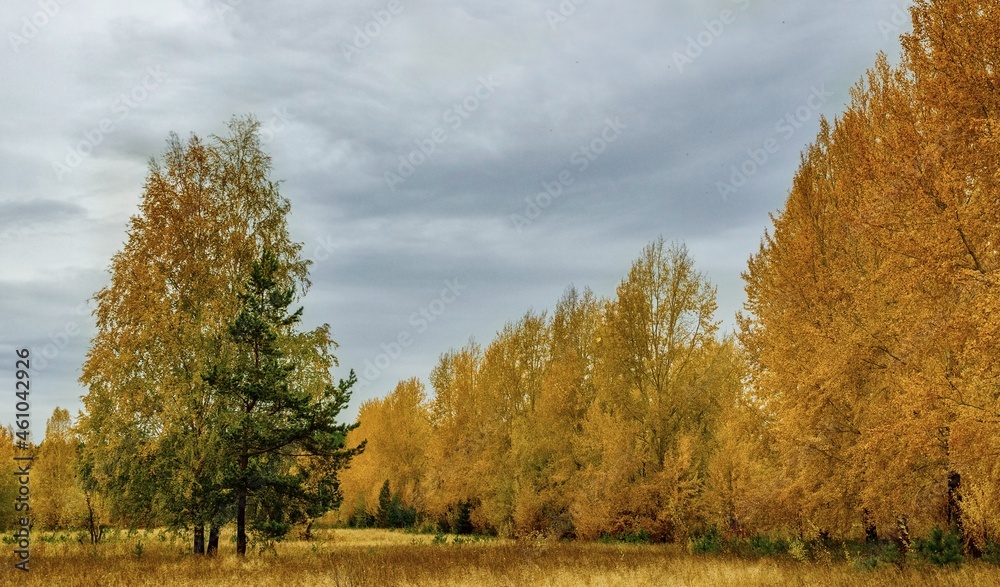 Fototapeta premium autumn landscape with trees and clouds