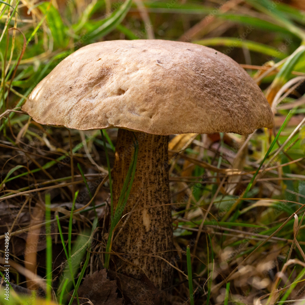 Delicious boletus mushroom Leccinum scabrum in the forest in autumn among the moss Delicious boletus mushroom Leccinum scabrum in the forest in autumn among the moss