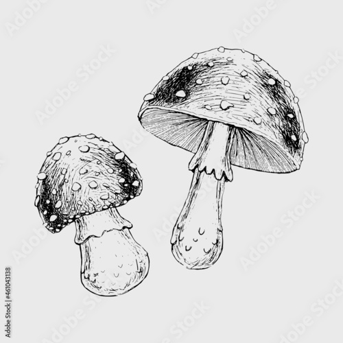Vintage poisonous mushrooms Autumn forest mushrooms Retro vector hand drawn illustration Witchcraft attributes mushroom toadstool fly agaric Sketch tattu AMANITA