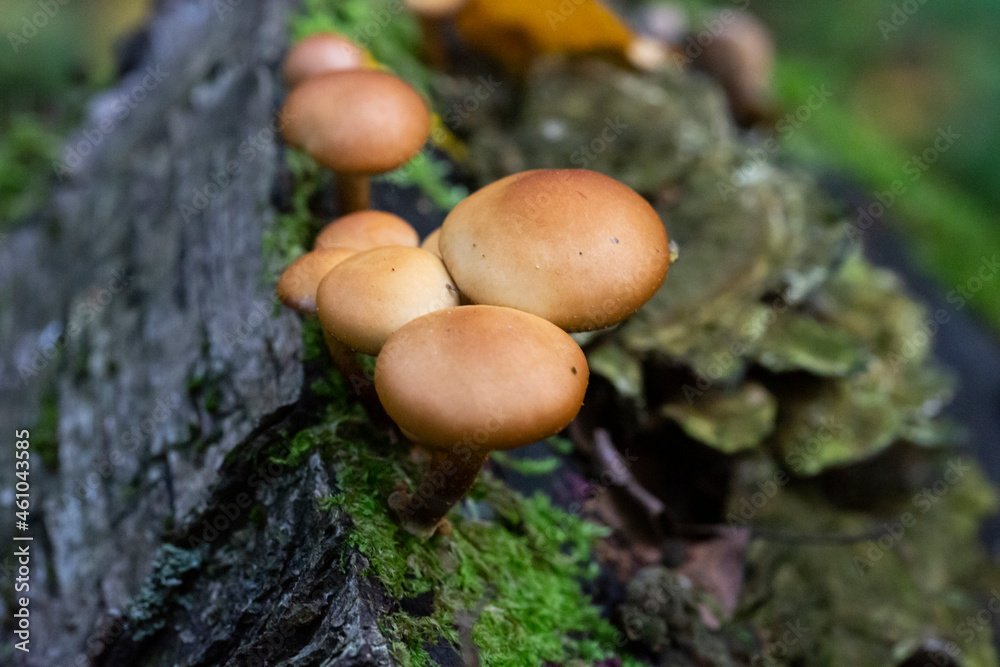Galerina marginata is deadly poisonous mushroom, october Galerina marginata is deadly poisonous mushroom, october