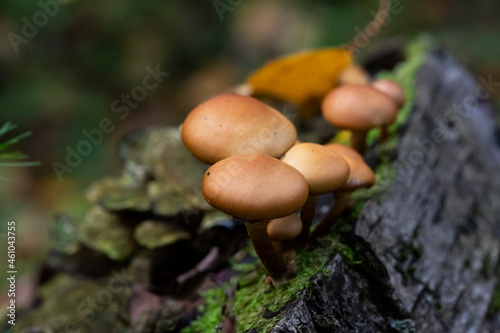 Galerina marginata is deadly poisonous mushroom, october photo