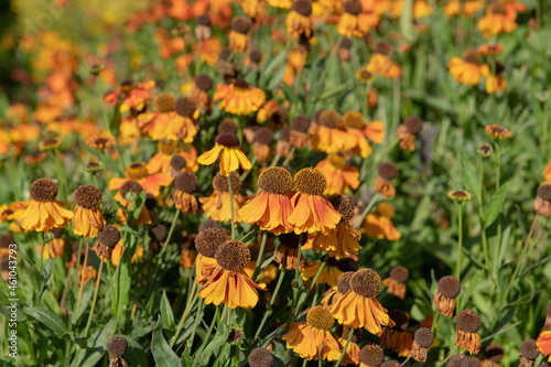 Summer Flowering Bright Orange Flower Heads on a Sneezeweed Plant (Helenium 'Sahin's Early Flowerer') Growing in a Herbaceous Border in a Country Cottage Garden in Rural Devon, England, UK photo