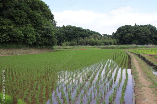 田んぼ