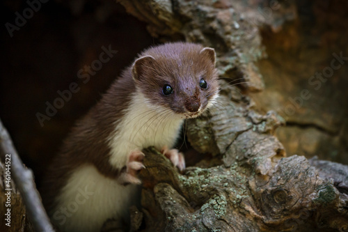 Curious weasel