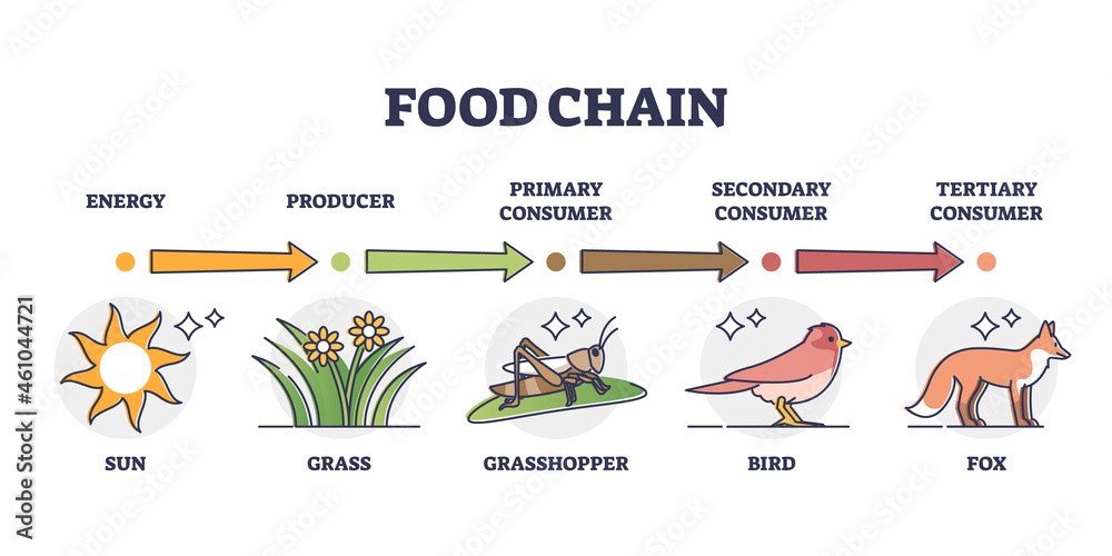 Food chain and animal classification by eating type outline diagram.  Labeled educational mammals, plant or insects division by producer,  primary, secondary or tertiary consumer vector illustration. Stock Vector |  Adobe Stock