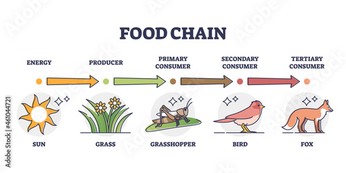 Food chain and animal classification by eating type outline diagram. Labeled educational mammals, plant or insects division by producer, primary, secondary or tertiary consumer vector illustration. photo