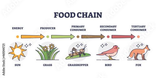 Food chain and animal classification by eating type outline diagram. Labeled educational mammals, plant or insects division by producer, primary, secondary or tertiary consumer vector illustration.