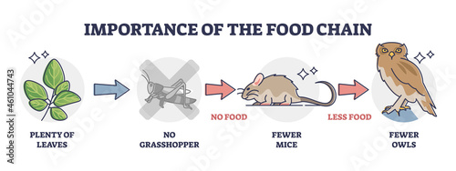 Importance of food chain as lack of animal nutrient situation outline diagram. Labeled educational consumer level species extinction because of insects deficiency vector illustration. Wildlife feeding