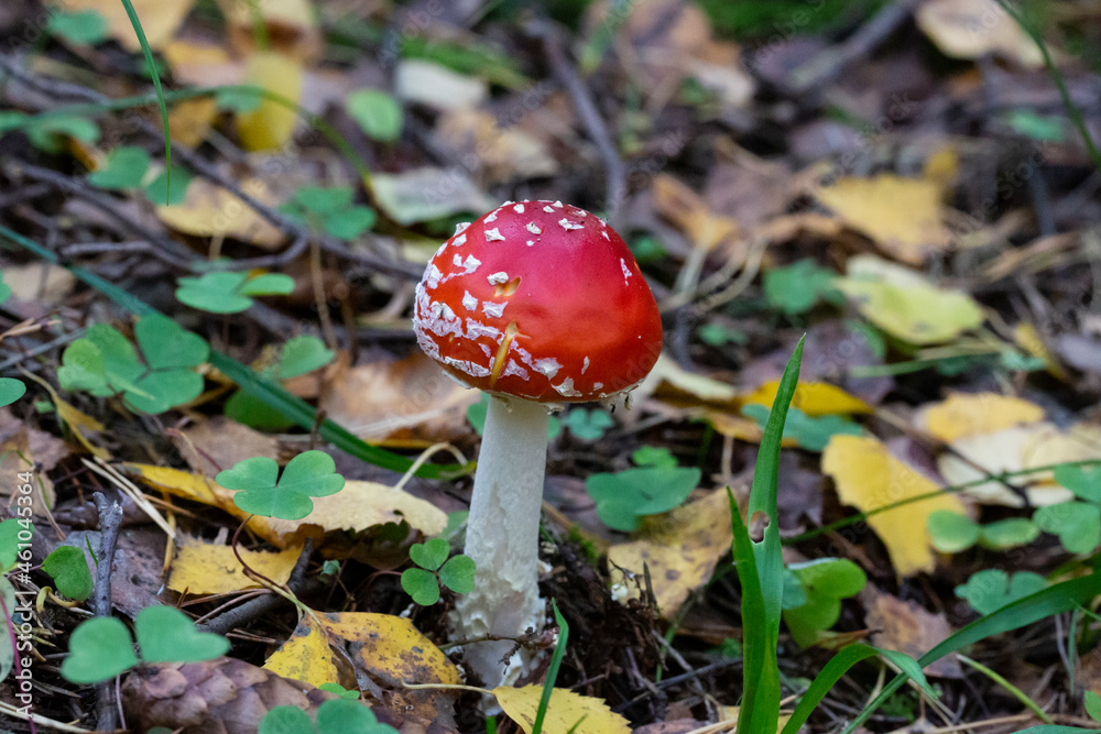 Mushroom Amanita muscaria, a red young mushroom grows in the forest in autumn. Poisonous hallucinogenic mushroom, treatment of worms for wild animals Mushroom Amanita muscaria, a red young mushroom grows in the forest in autumn. Poisonous hallucinogenic mushroom, treatment of worms for wild animals