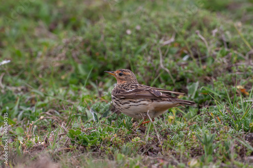 Red-throated Pipit (Anthus cervinus) feeding on grass in the grass