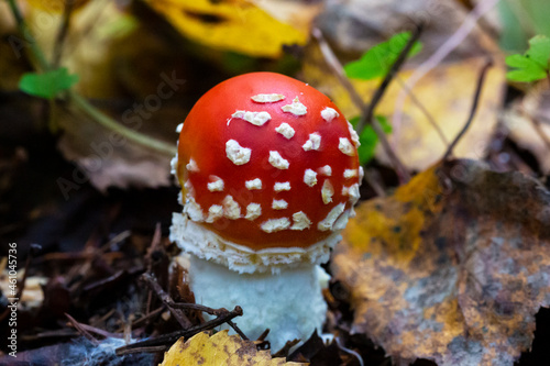 Mushroom Amanita muscaria, a red young mushroom grows in the forest in autumn. Poisonous hallucinogenic mushroom, treatment of worms for wild animals photo