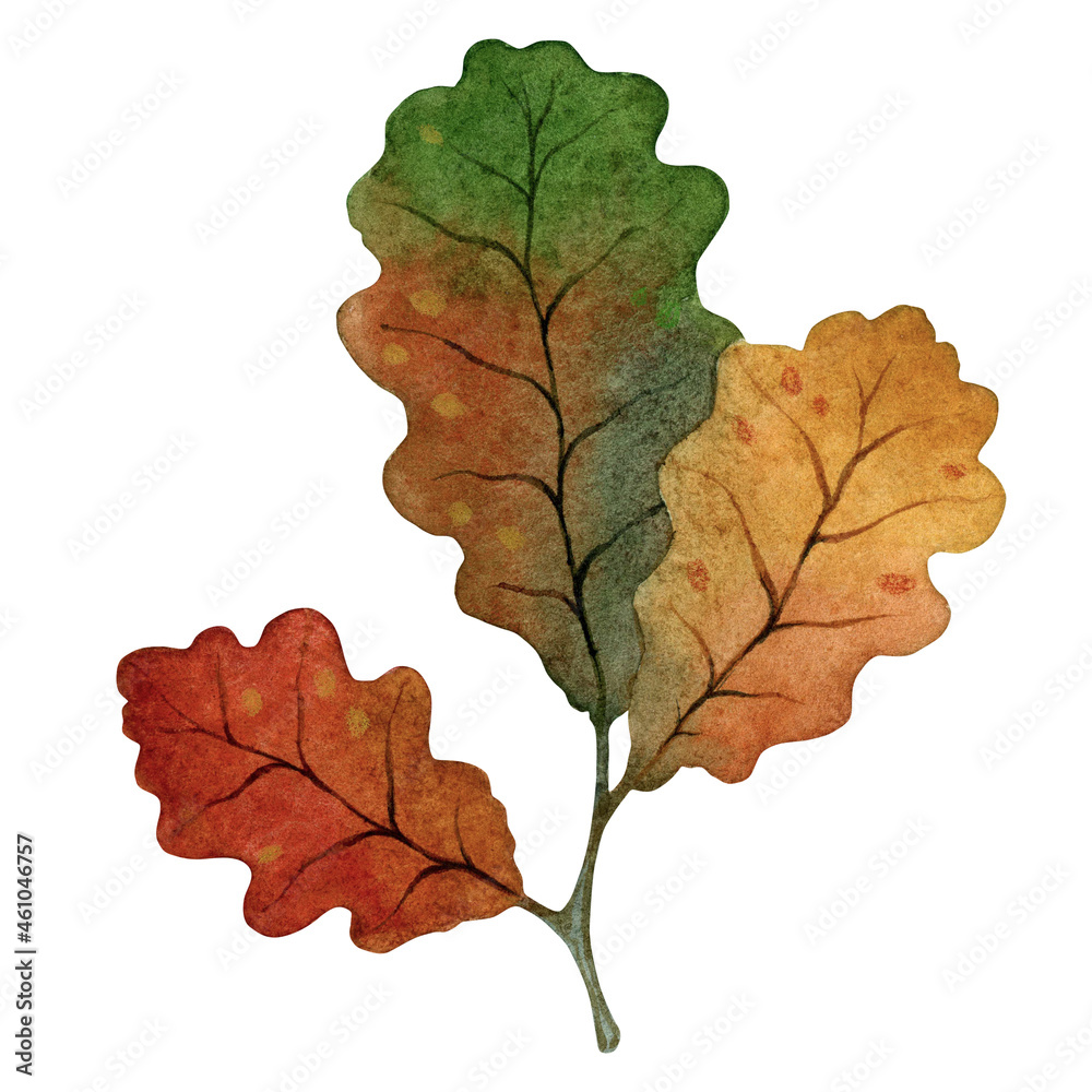 Watercolor oak leaf isolated illustration on a white background. Watercolor oak leaf isolated illustration on a white background.