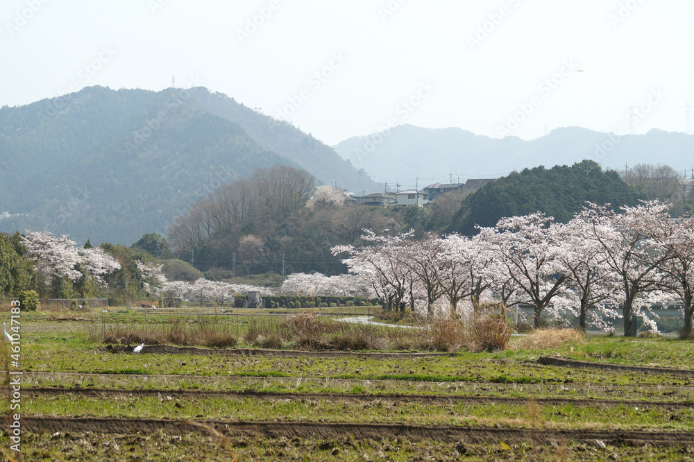 さくら　川沿い　日本の春の風景