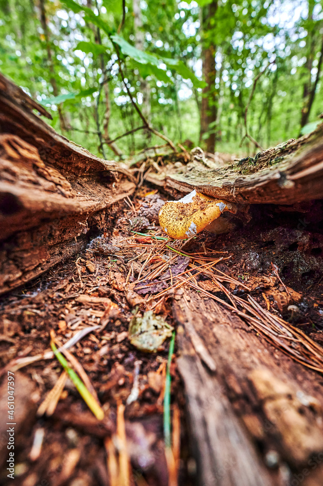 View to a mushroom that grows on autumn soil. View to a mushroom that grows on autumn soil.