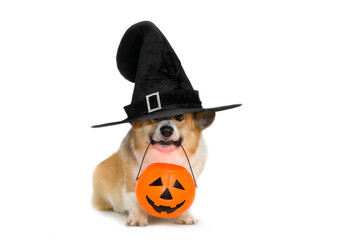 halloween portrait of a cute corgi in a black carnival witch hat with a pumpkin in his teeth on a white isolated background