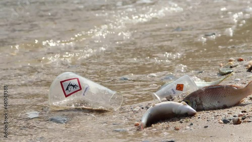 Dead fish on the beach by dangerous chemicals