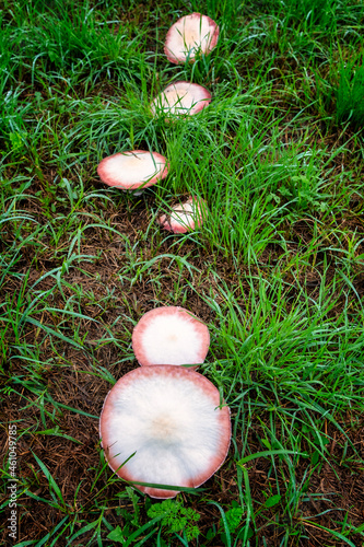 mushrooms in a meadow after a downpour photo