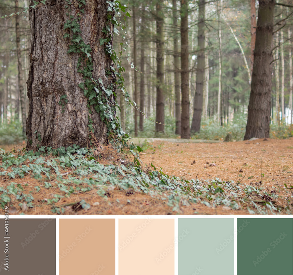 green pine forest Color Palette