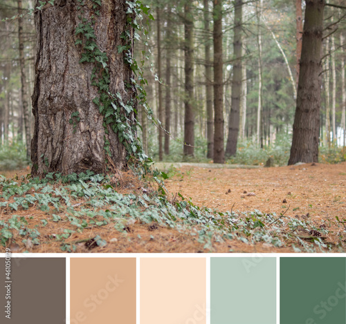 Color palette swatches of dark brown bark of tree in coniferous forest and green ivy leaves on beige ground. Contrast trendy combination in warm pastel gamma. Colorful inspiration from natural beauty.
