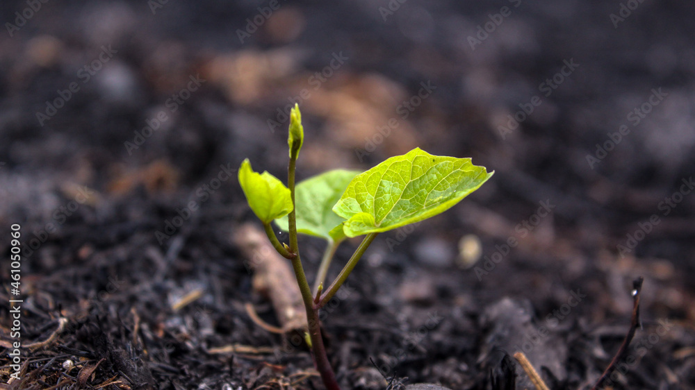 rebirth plant rebirth plant