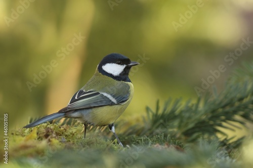 Cute great tit sitting on the spruce twig. Parus major. Wildlife scene with a titmouse. 