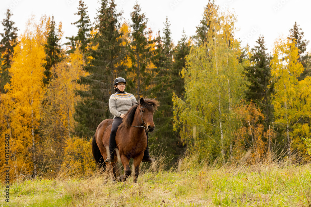 Icelandic horse in autumn season enviroment in Finland. Female rider. Icelandic horse in autumn season enviroment in Finland. Female rider.