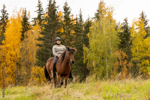 Icelandic horse in autumn season enviroment in Finland. Female rider. © AnttiJussi
