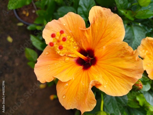 orange flower in the garden © Dinesh