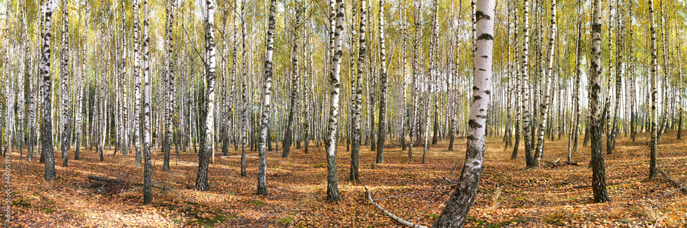 slender white trees birch grove in autumn slender white trees birch grove in autumn