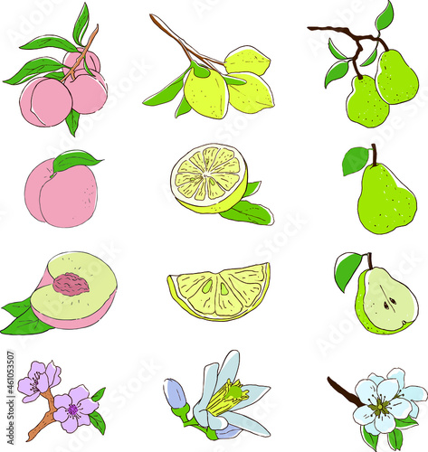 a set of garden fruits in different angles