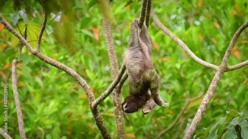 Brown-throated sloth - Bradypus variegatus species of three-toed sloth found in the Neotropical realm of Central and South America, hanging mammal found in the forests of South and Central America.  photo