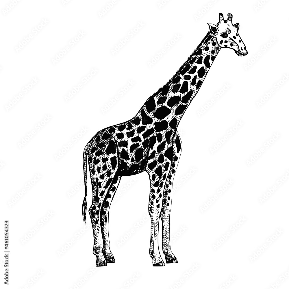 Naklejka premium Elephant isolated on white background. Sketch graphic big animal savanna in engraving style.