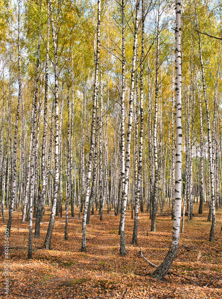 Fototapeta premium slender white trees birch grove in autumn