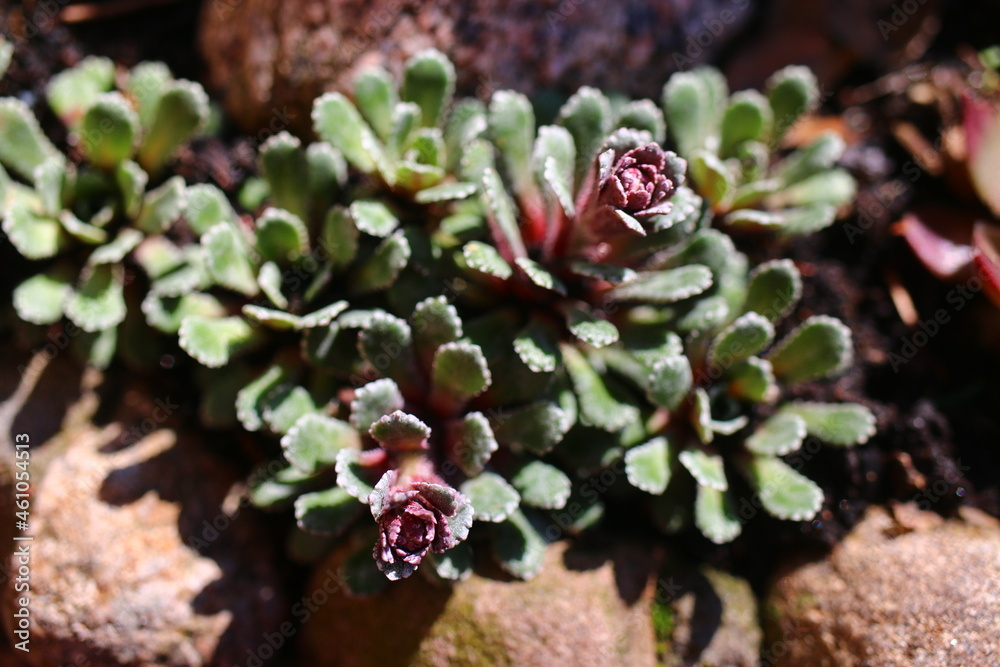 Skalnica Rubra saxifraga