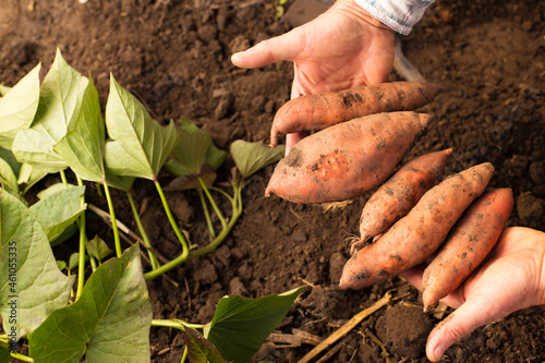 Hands holding harvest of sweet potato. Digging sweet potato. Roots and leaves of sweet potato.