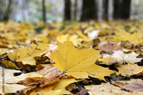 Fall season in a forest, defocused view from yellow fallen leaves to autumn trees