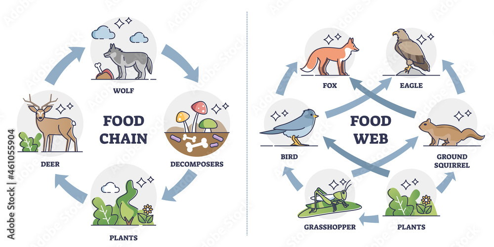 Food chain vs Food web as ecosystem feeding classification outline diagram.  Labeled educational comparison with animal, plants or decomposer examples  in wildlife feeding cycle vector illustration. Stock Vector | Adobe Stock