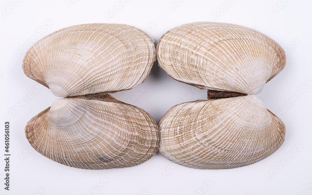 Different Double Sea shells isolated on a white background Different Double Sea shells isolated on a white background