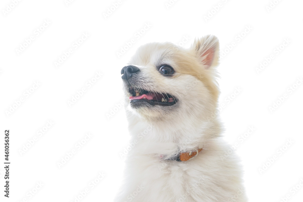 可愛い室内犬 可愛い室内犬