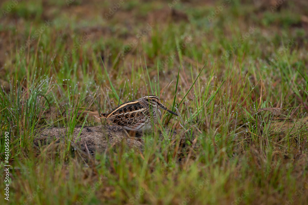 Jack Snipe (Lymnocryptes minimus) perched in grass