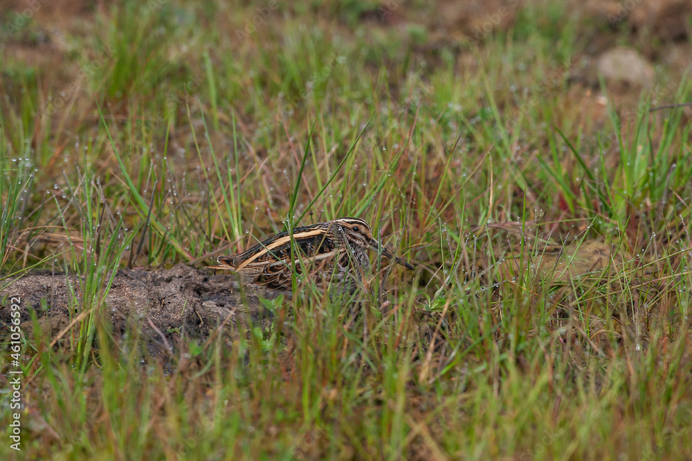 Jack Snipe (Lymnocryptes minimus) perched in grass Jack Snipe (Lymnocryptes minimus) perched in grass