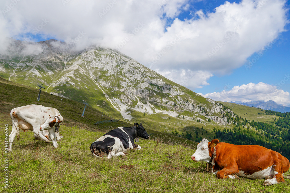 One view from the Feudo Pass -2220 m with beautiful mountain cows, Dolomiti Italy.