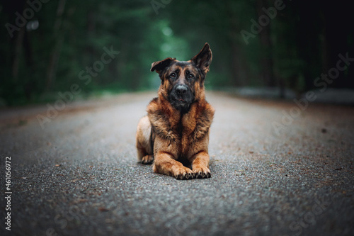 german shepherd dog