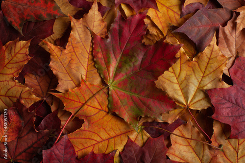 Autumn red and orange leaves background. Maple leaf. Flat lay, top view. Autumn concept.