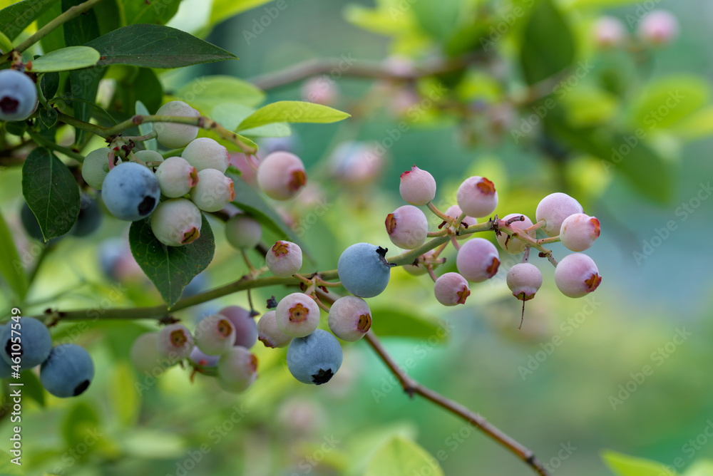 Beginning ripe blueberry fruits, on the tree