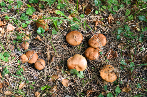 Forest glade with large brown mushroom caps between pine needles. View from above