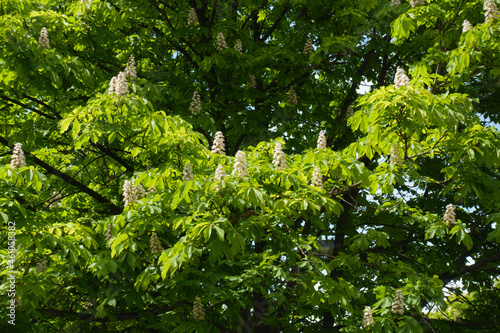 Bright green foliage and white flowers of horse chestnut tree in mid May