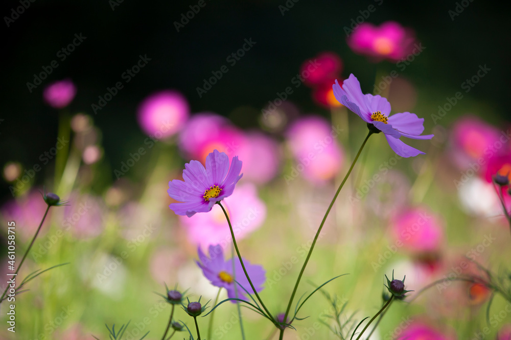 コスモス　秋桜　Cosmos
