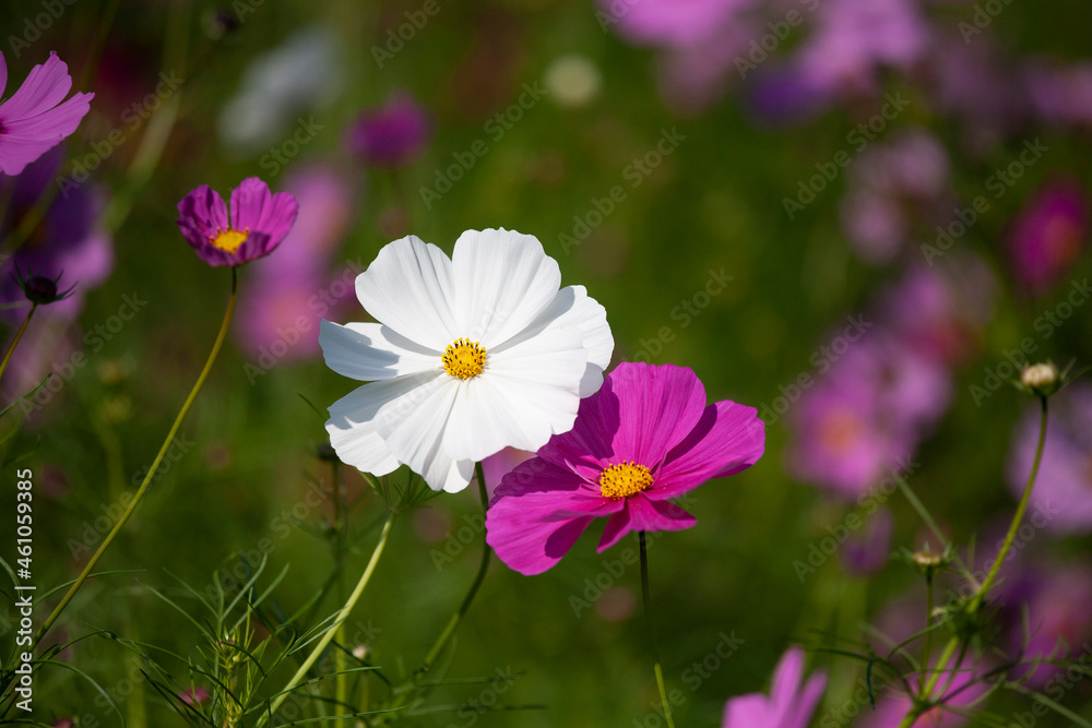 コスモス　秋桜　Cosmos